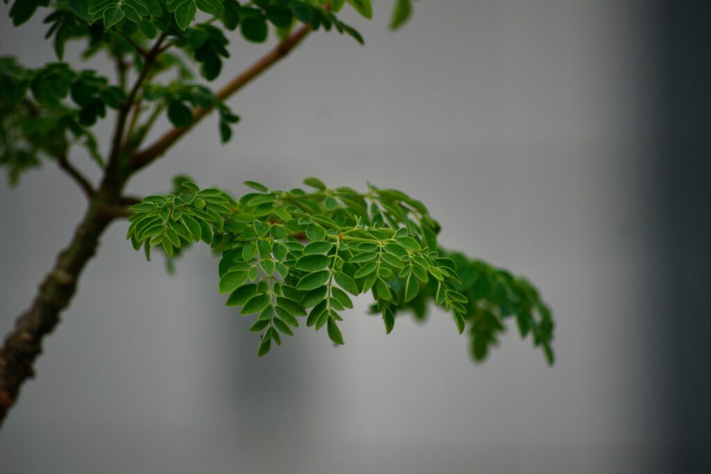 Moringa Magic Review